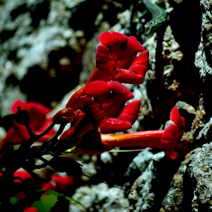 Fleurs de Tecoma devant des rochers - France  - collection de photos clin d'oeil, catégorie plantes